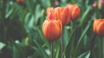 Podcast microphone for therapist content creation